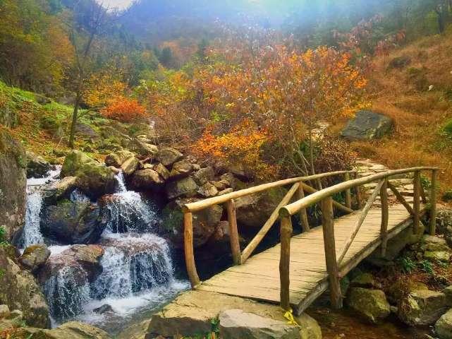 拯救机灵鸟